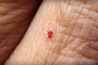 Chiggers: What Are They?