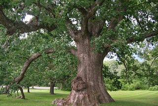 To Topple a White Oak in a Post-War Suburb