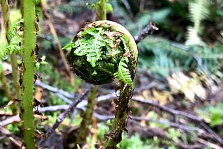 A photograph of lady fern fiddlehead rising in front of the stems of other fronds. Brown scales are very obvious and a couple small leaflets are unfurled to the sides.