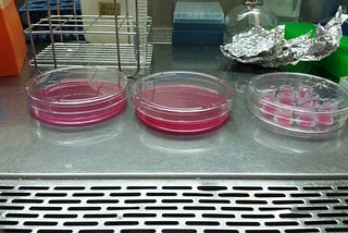 From Lab to Boardroom: How a Medical Device R&D Specialist Transitioned into Regulatory Affairs