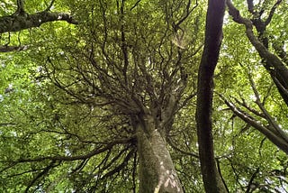 How to Fall in Love with Complexity