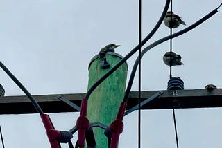 Noisy Birds, Beverages and Everyday Differences