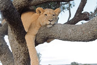 Very relaxed lion on a tree branch.