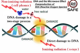 Scientific Studies On The Effects of Radiation