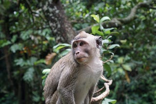 EU Approves Monkeypox Vaccine (Imvanex) by Danish Biotech Firm