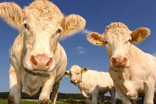 Bovine psychology: Cows experience rich emotional and cognitive lives