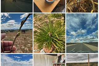 Our climate resilience nonprofit planted a Tiny Forest in the Desert.