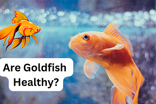 Are Goldfish Healthy?