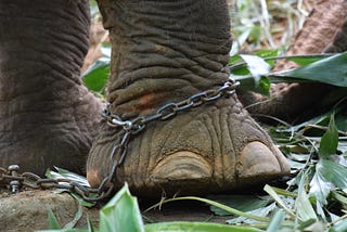 Shackled leg of elephant