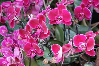 Valentine’s day drive / anticipated orchids / did not disappoint.