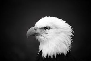 Black and white profile of a bald eagle from shoulders up gazing.