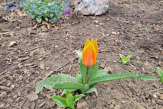 A single, orange and yellow Donald Duck tulip.