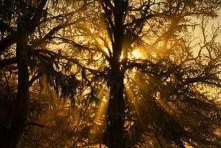 Autumn Light