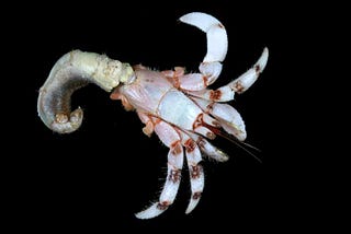 Carcinization: Why Crustaceans Keep Turning Into Crabs