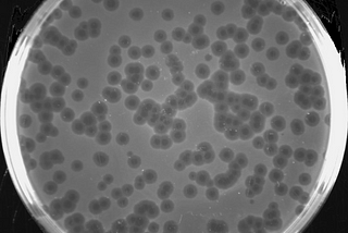 I minted a synthetic organism as an NFT. This could change biotech as we know it.