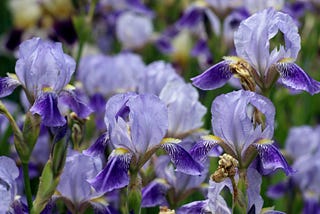 If Irises Could Talk