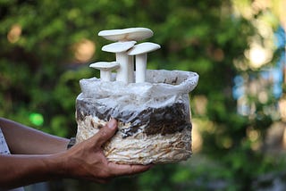 Growing Mushrooms at Home Using Mushroom Grow Bags