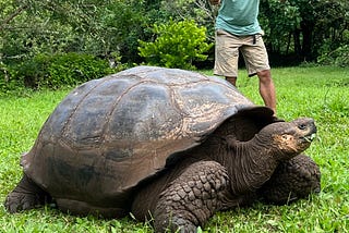 Galápagos Giant Tortoises and their Ikigai