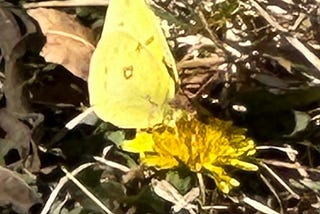 Yellow pierid butterfly on dandelion surrounded by dry grass.