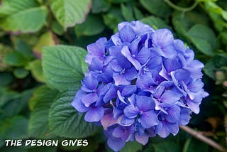 A beautiful blue and purple flower stands out against a leafy green background.