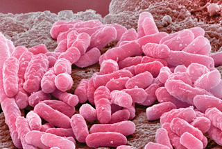Le microbiote, un territoire plein de promesses et de mystères