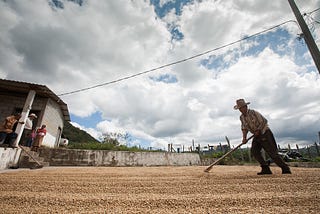 The rise of Honduran Coffee