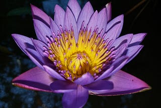 Nature water summer garden purple and yellow flower.