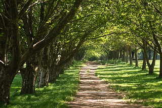 A path in a park. Photo by Rene Lehmkuhl on Unsplash.