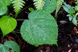 Gympie Gympie leaf