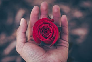 A hand holding a red rose in its palm