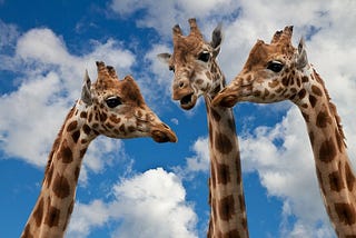 Three giraffes “talking” to one another against a sky background.