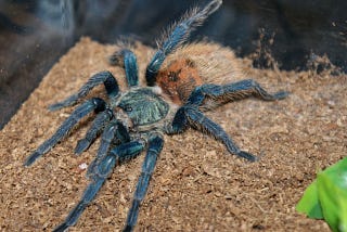 Biomimicry and the Mesmerizing Colors of Blue Tarantulas