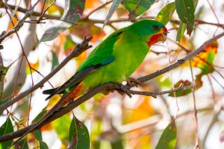 Traits That Predict Increased Extinction Risk For Australian Birds