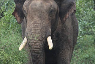 Bannerghatta: Bangalore’s pride and home to gentle giants