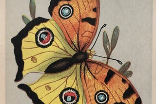 Another Album Card Mystery — Not Solved. Butterflies.