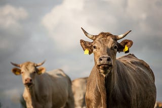 Is it possible to disrupt a cow?
