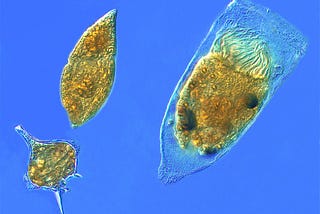 Microbe Profiles: Tintinnids