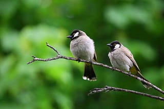 A photo of two birds side by side, perched on a twig