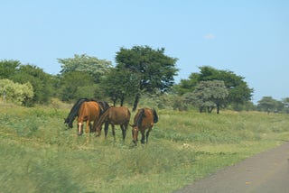 Giving Way to Donkeys, Cattle and Horses on the Trans-Kalahari Highway