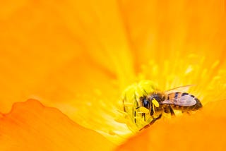 We Don’t Need to Save Honey Bees