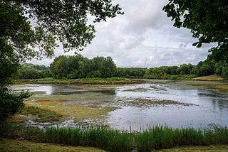 Wetlands Under Attack: Why These Vital Ecosystems Are Disappearing — And How We Can Protect Them