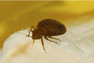 New York Bedbug Reports During 2019–2020