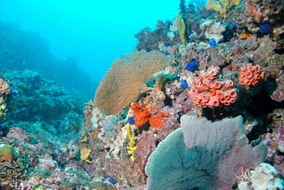 Coral: Critical to Ocean Health