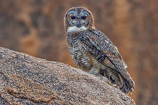 Musings of a Naturalist — what a hoot
