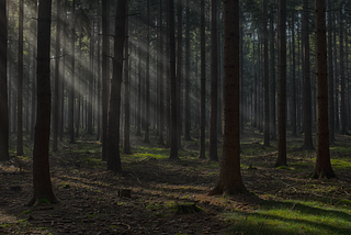 A spooky looking wood