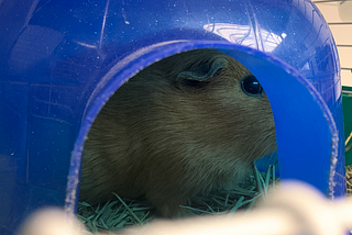 Things to Know Before Adopting a Guinea Pig