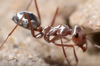 How Ant Survive In This Planets