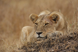 The Magic of Safari in Kenya