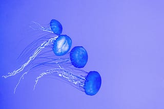 Unveiling the Secrets of the Box Jellyfish: Exploring Nature’s Deadliest Venom