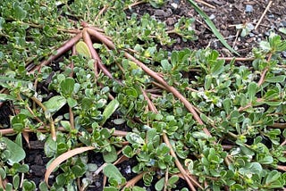Purslane, a common edible weed found on almost all continents